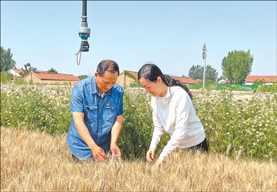 千宏财富 在麦田里，驻村干部学到什么（干部状态新观察·走进一线探作风）